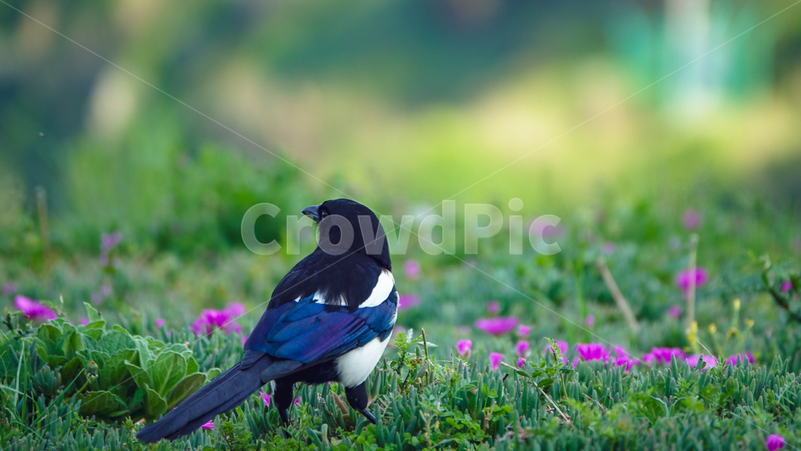 까치,새,조류,bird,꽃,magpie,동물,animal,조류,새,birds