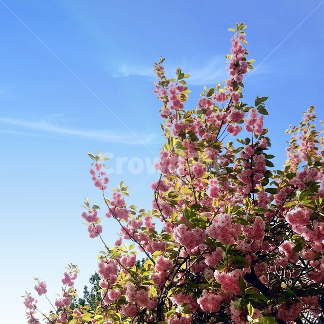 꽃,겹벚꽃,봄,경주,벚꽃,봄,계절,spring,season,식물,자연,plants,nature,꽃,flower,plant