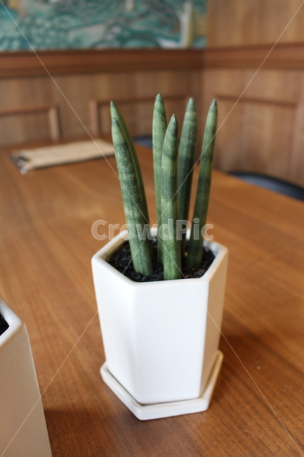 식물,화분,인테리어,plant,탁자데코