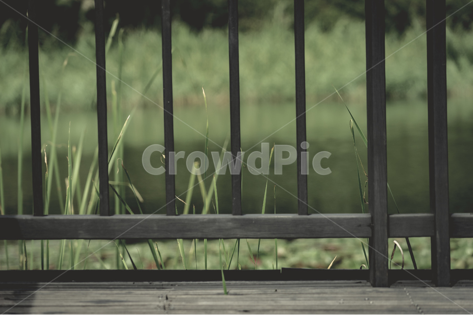 공원,나무,자연,울타리,호수,풀,감성,여름,휴식,park,tree,wood,nature,fence,lake,plants,summer,beautiful,식물,자연,plants,nature