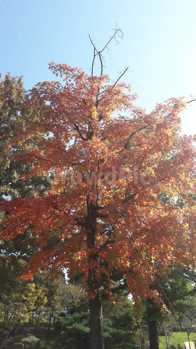 가을,단풍,대공원,낙엽,색깔,가을,계절,fall,autumn,season,식물,자연,plants,nature,나무,trees,wood,tree,plant,maple