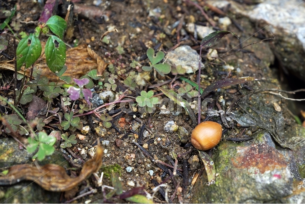 도토리,가을,열매,autumn,fruit,acorn,식물,자연,plants,nature