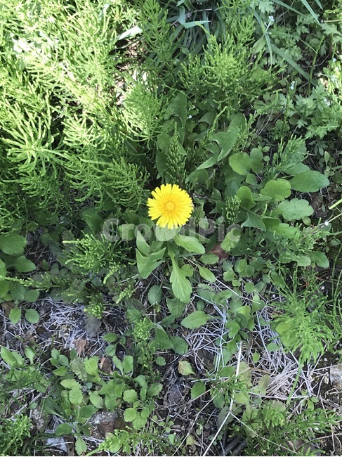 민들레,민들레꽃,꽃한송이,노란꽃,꽃,봄,계절,spring,season,식물,자연,plants,nature,꽃,flower,pottery,도기류,vase,병 장식,jar,항아리,plant,potted plant,화분,planter,파종기,herbs,허브,herbal,허벌