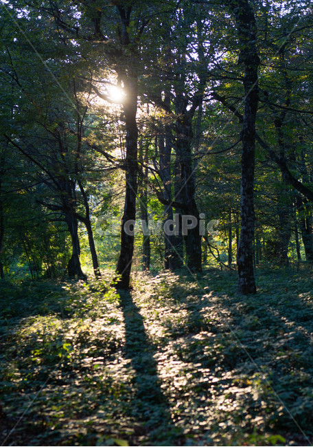 light,flare,플레어,숲,자연,경관,경치,배경,풍경,흙,땅,빛,햇빛,긍정,평온,평화,밝은,sunny,weather,forest,leaf,tree,삼림지,woodland,outdoors,옥외,sunlight,grove,작은숲,나무,나라,land,초목,vegetation,식물,plant,자연,풍경,nature,landscape