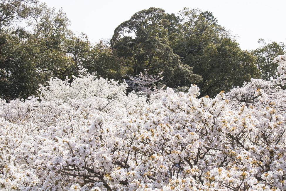 벚꽃,겹벚꽃,봄,꽃,일본,교토,일본여행,교토여행,교토벚꽃,일본벚꽃,봄,계절,spring,season,자연,풍경,nature,landscape,plant,식물,blossom,flower