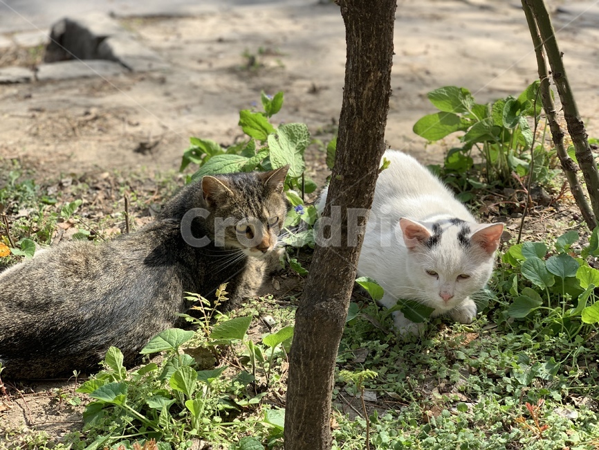 고양이,길고양이,길냥이,풀숲,여유,동물,animal,포유류,mammal,고양이,cat,kitten,kitty