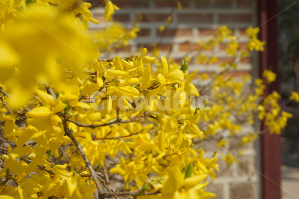 개나리,봄,노란색,노랑,꽃,담벼락,식물,자연,plants,nature,꽃,flower