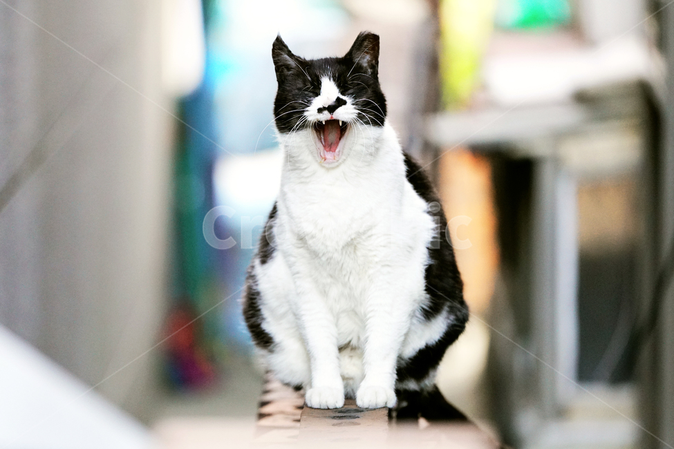 고양이,길냥이,하품,졸음,게으름,귀찮음,나태함,무료함,한가함,여유,휴식,길고양이,야옹이,냐옹이,유기묘,반려묘,애완동물,반려동물,야생동물,떠돌이,캣,펫,동물,animal,포유류,mammal,고양이,cat,kitten,kitty