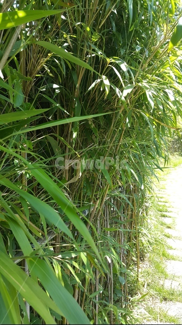 대나무,대나무숲,여름,bamboo,초록,식물,자연,plants,nature