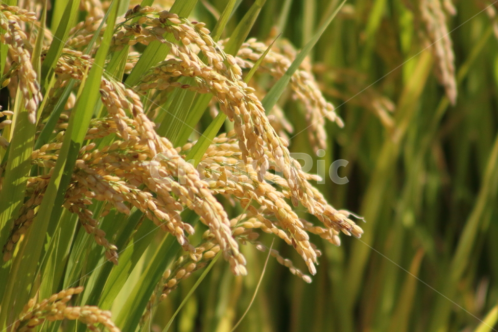벼,작물,가을,곡식,oryzasativa,식물,자연,plants,nature,곡류,곡식,cereals,산업,industry,industrial,농업,농사,agriculture,farming,farming industry