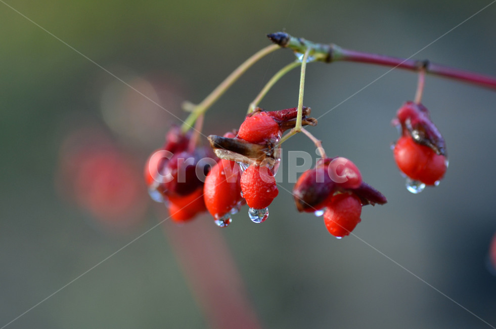 진궁,회잎나무,열매,물방울,야생화,식물,자연,plants,nature,과일,열매,fruit