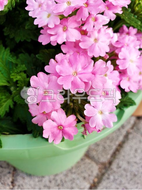꽃,flower,히브리다버베나,버베나,개화,블로섬,꽃잎,분홍,식물,화분,핑크,verbenahybrida,verbena,gardenverbena,flowering,blossom,petal,pink,plant,pot