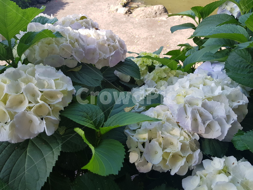 자연,꽃,수국,수국꽃,힐링,여유,식물,자연,plants,nature,꽃,flower