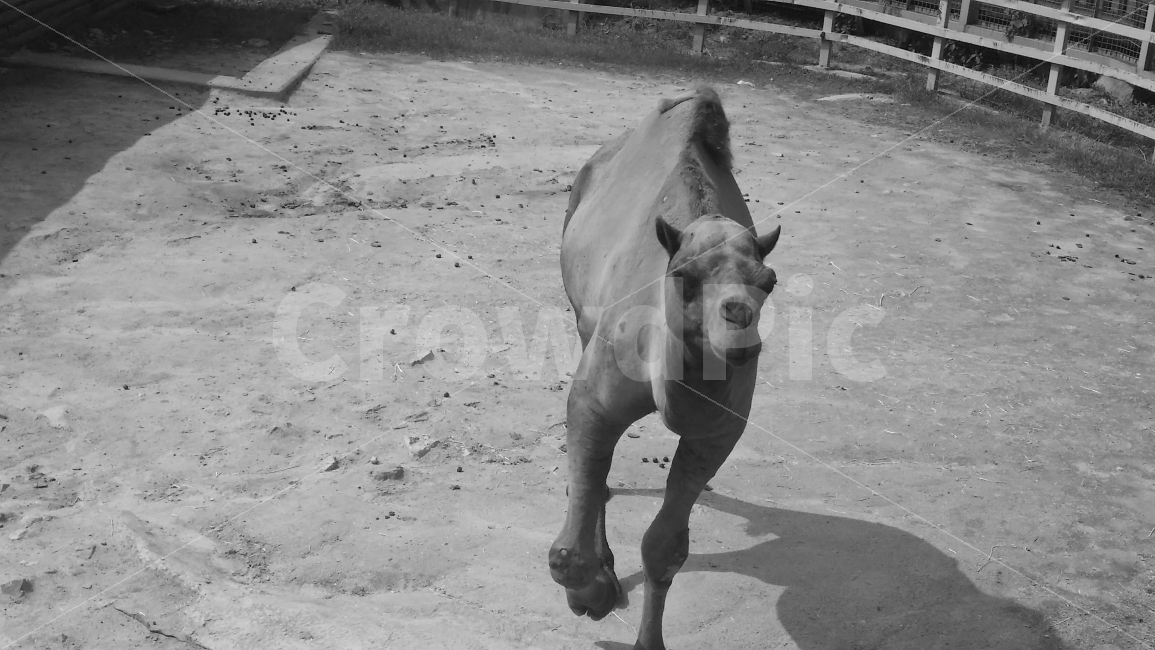 낙타,울타리,동물,동물원,포유류,자연,동물사진,흑백사진,흙,camel,사막,사막동물,animal,야생동물,흑백,동물,animal,포유류,mammal,흑백,모노톤,monochrome,black and white
