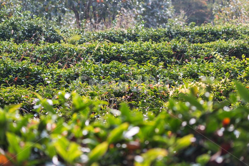 풍경,가을,산책,단풍놀이,녹차,식물,자연,plants,nature,휴식,힐링,rest,relaxation,healing