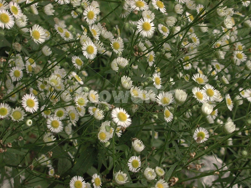 들풀,들꽃,배경,바탕화면,꽃,식물,자연,식물,자연,plants,nature,꽃,flower