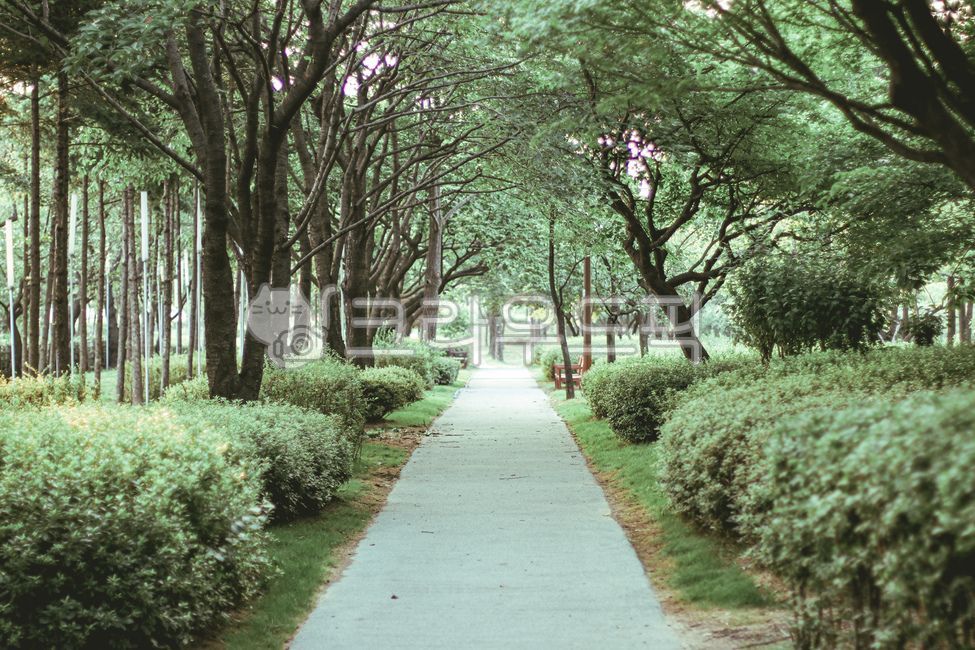 outdoor,vanishing point,park road,trail,forest,outdoors,road,forest road,park,Seonyudo Park