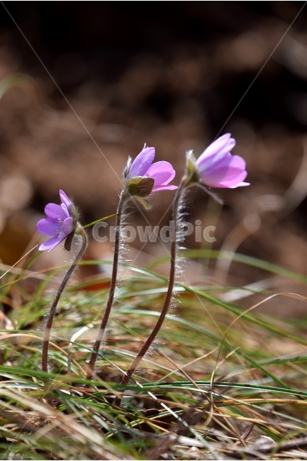 노루귀,노루귀꽃,구봉도노루귀,봄꽃,봄,봄,계절,spring,season,식물,자연,plants,nature,꽃,flower,geranium,제라늄,plant,blossom