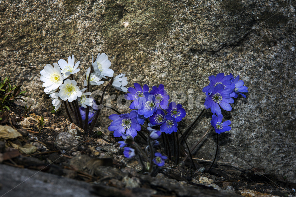 노루귀,청노루귀,야생화,봄야생화,설악산야생화,식물,자연,plants,nature,꽃,flower