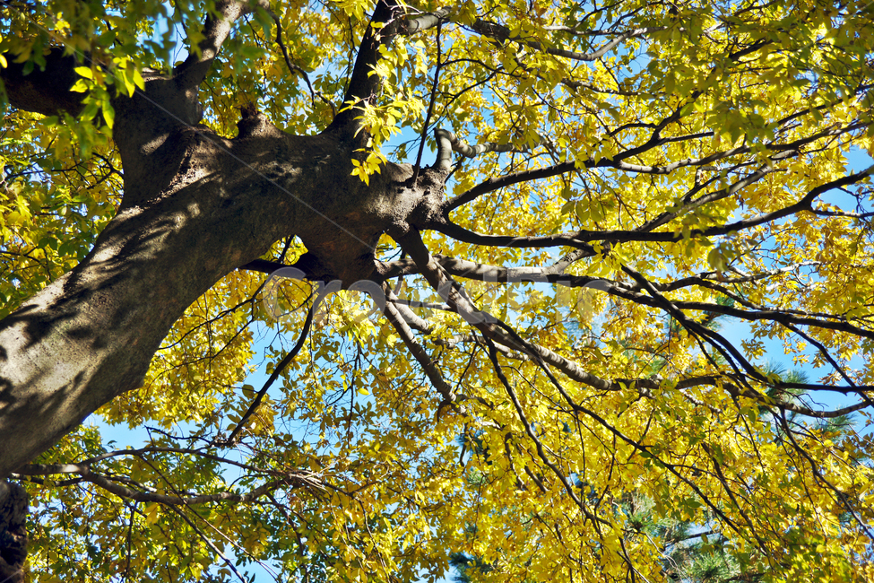 팽나무,가을,노란잎,거목,느릅나무과,포구나무,당산나무,가을,계절,fall,autumn,season,식물,자연,plants,nature,나무,trees,wood,tree,plant,tree trunk,나무 줄기
