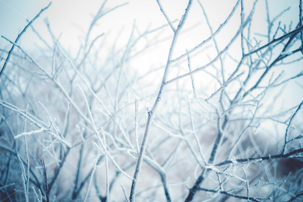 자연,얼음,눈,snow,겨울,겨울,계절,winter,season