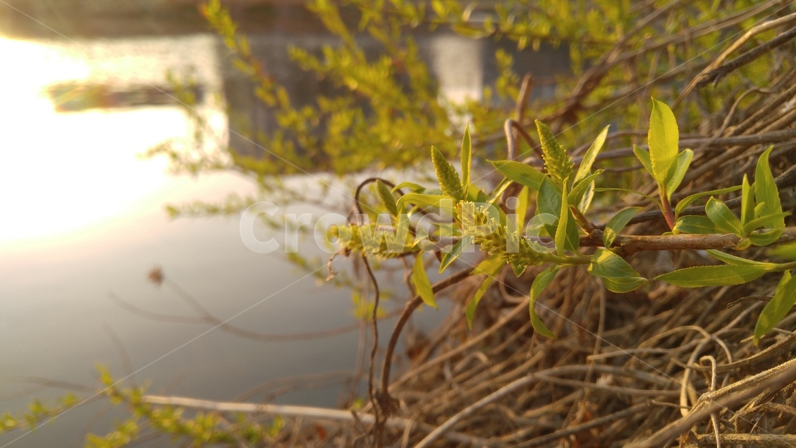 수양버들,버드나무,황녹색,봄,나무,감성,계절,배경,salixbabylonica,willow,olivegreen,spring,tree,emotional,식물,자연,plants,nature