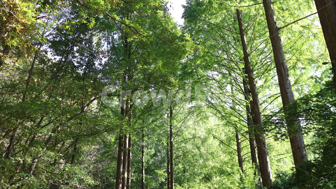 숲,plant,식물,tree,나무