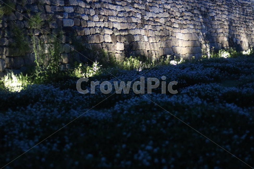 토끼풀,봄,행운,밤,흰색,자연,풍경,nature,landscape,walkway,보도,path,통로,pavement,포장,sidewalk