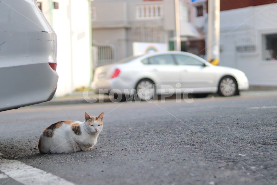 고양이,동물,cat,애완동물,animal,길,길거리,pet,동물,animal,포유류,mammal,고양이,cat,kitten,kitty