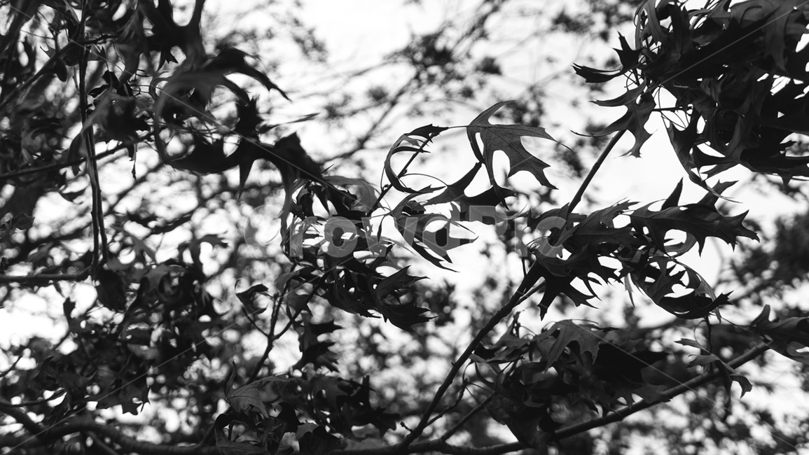 leaf,잎,plant,식물,tree,나무,흑백