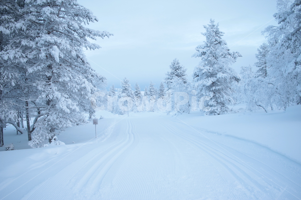 핀란드,사리셀카,침엽수림,자작나무,라플란드,크로스컨트리,설원,finland,겨울,계절,winter,season,자연,풍경,nature,landscape,해외,외국,세계,foreign,oversea,world,세계자연풍경,해외자연풍경,외국자연풍경,world nature landscape,outdoors,옥외