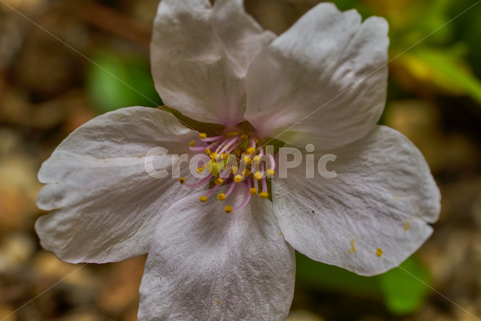 벚꽃,접사,꽃접사,아웃포커스,감성,흰꽃,macro,flower,blooming