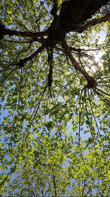 plant,식물,나무잎,녹음,싱그러움,상쾌한,여름