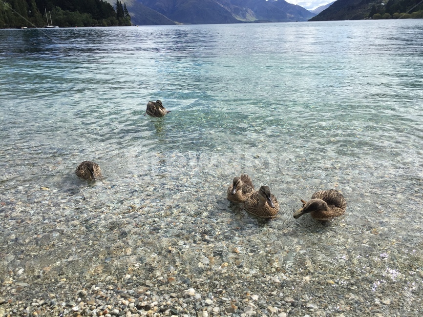 오리,duck,호수,lake,water,물,nature,자연,outdoors,옥외
