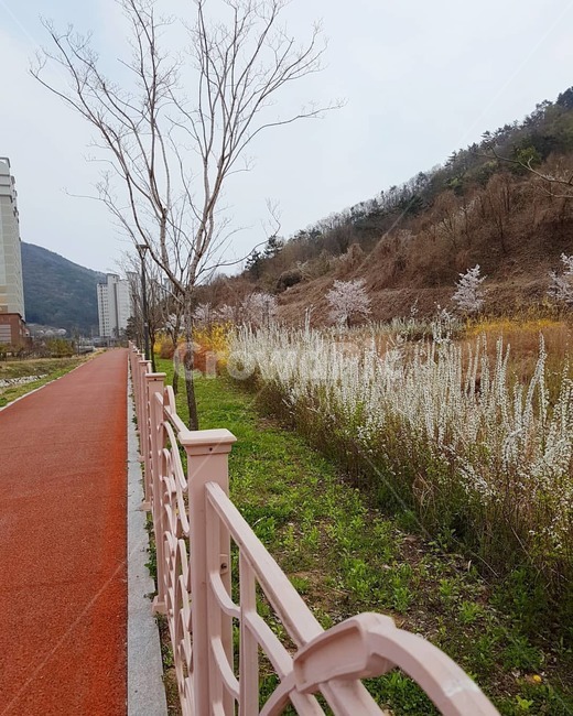봄,산책로,산책,꽃,풍경