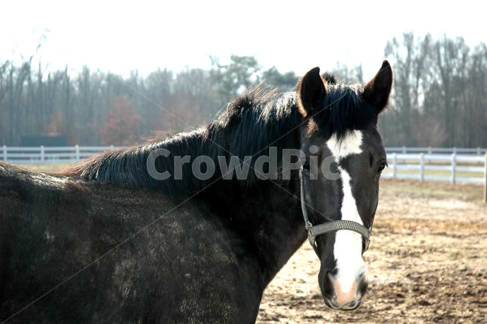 animal,동물,mammal,포유류,horse,말,동물,animal,포유류,mammal