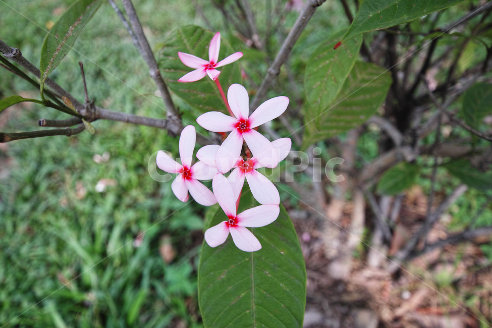 꽃,식물,자연,감성,테마,풍경,꽃말,flower,꽃,flower