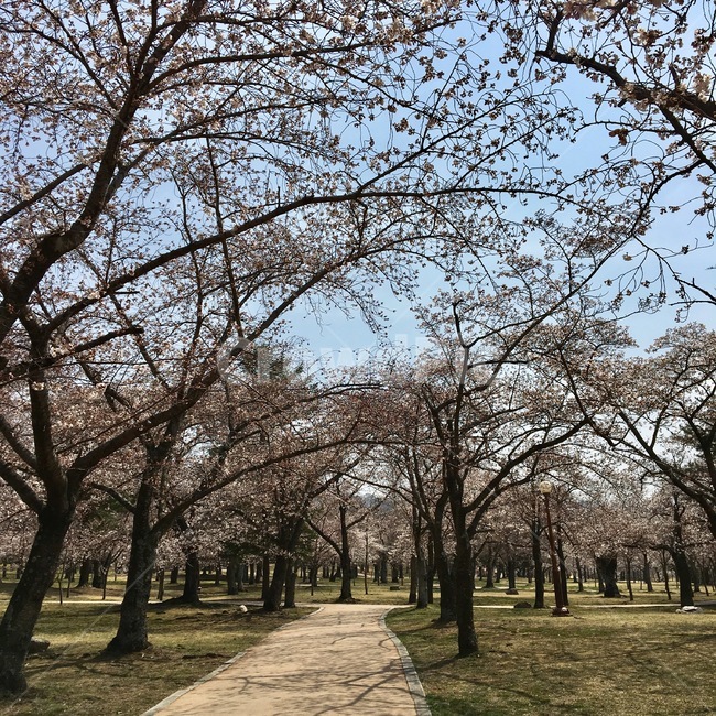봄,벚꽃,꽃비,풍경,불국사,경주,식물,자연,나무,계절,꽃,감성,벚꽃나무,분홍,산책,벚꽃길,spring,season,CherryBlossom,plants,flower,flowers,landscape,trees,nature,pink,rest