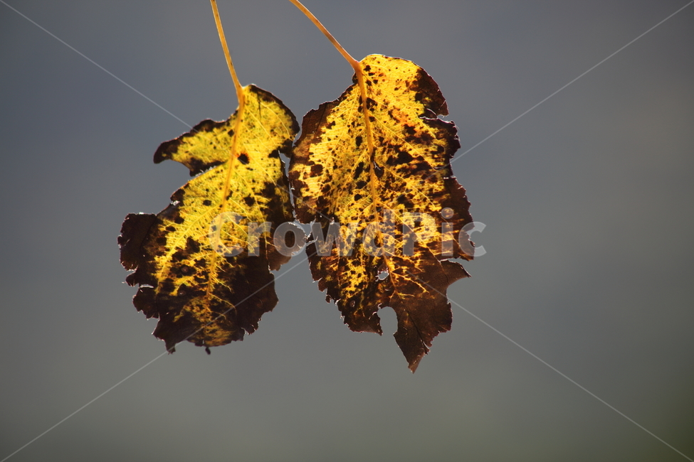 단풍,식물,가을,redleaves,leaf,가을,계절,fall,autumn,season,잎,plant,veins,정맥,tree,나무