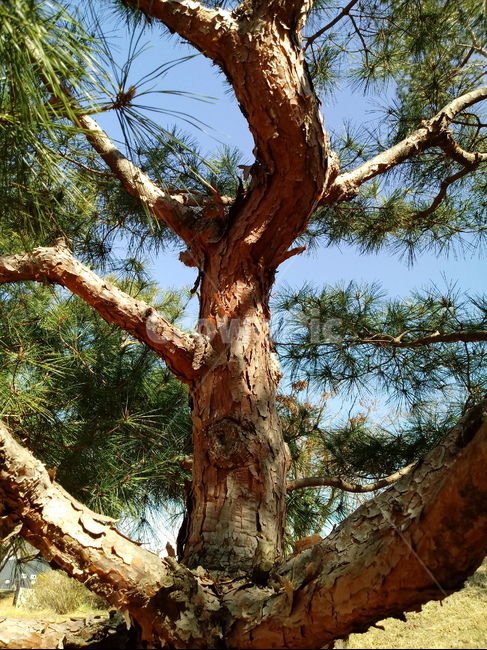 나무,식물,나무가지,tree,treetrunk,소나무,나무줄기,나무,trees,wood