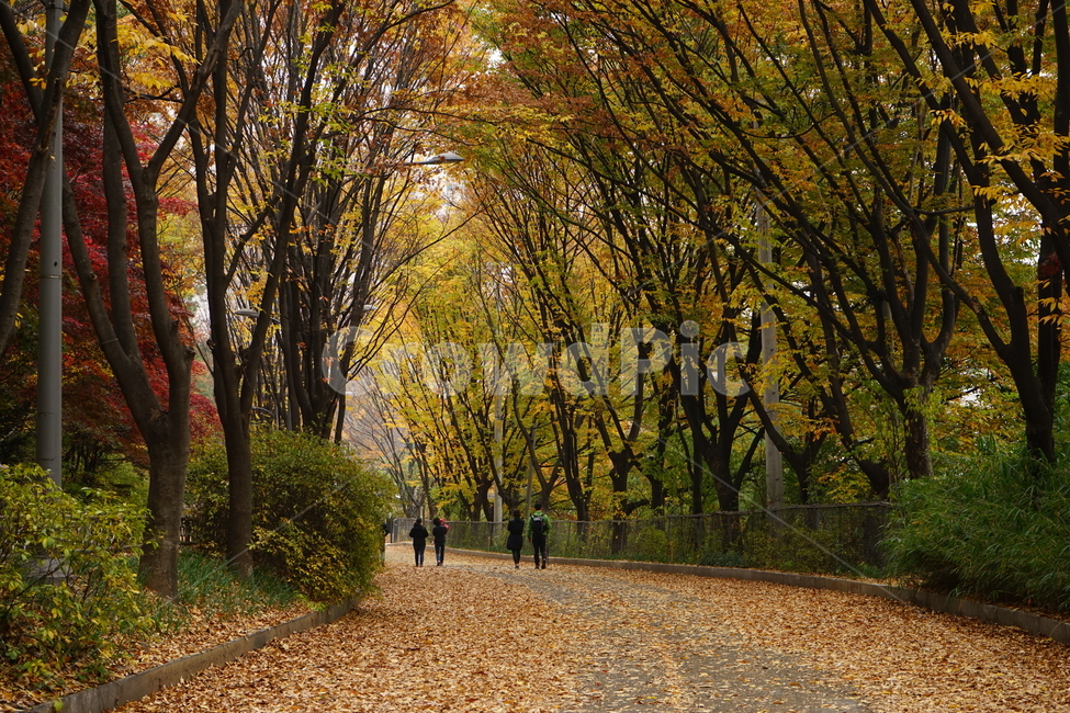 안산,자락길,가을,자연,낙엽,고엽,산책,forest,woods,nature,fallenleaves,sentiment,solitary,friend,힐링,휴식,시원함,고요함,healing,relaxation,cool,calm,느낌,감성,가을풍경,산책길,숲터널,건강활동,산책로,느티나무,가을,계절,fall,autumn,season,자연,풍경,nature,landscape,tree,나무,plant,식물,tree trunk,나무 줄기,ground,바닥,dirt road,흙길,road,도로,gravel,자갈