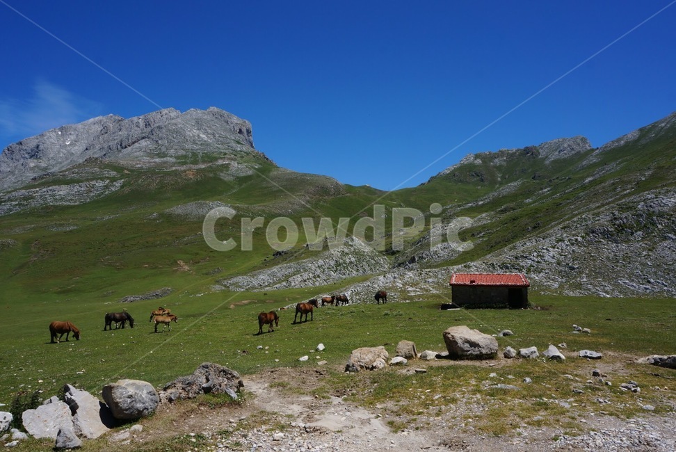 자연,스페인,풍경,휴가,봄,유럽,nature,spain,landscape,holiday,europe,cattle,mammal,포유류,animal,동물,가축,cow,소,outdoors,동물,animal,포유류,mammal,목축업,목장,livestock farming,ranching,pasture