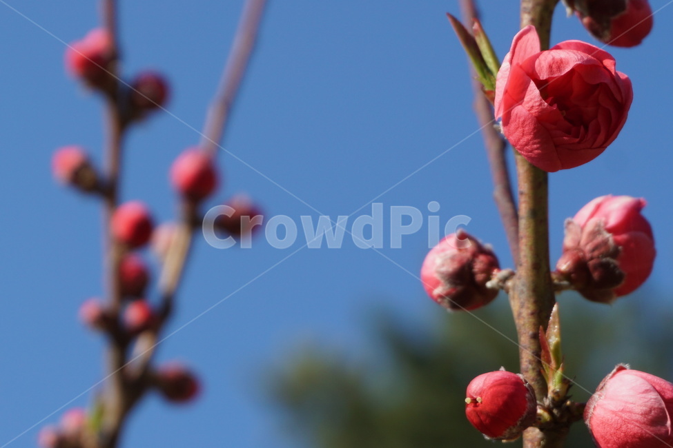 봄,꽃,홍매화,분홍색,꽃잎,파란하늘,꽃봉오리,3월,새순,봄,계절,spring,season,식물,자연,plants,nature,꽃,flower,sprout,새싹,blossom,bud,싹,plant
