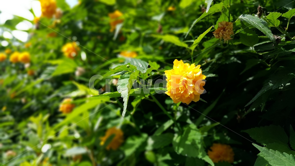 야생화,꽃,color,wildflower,flower