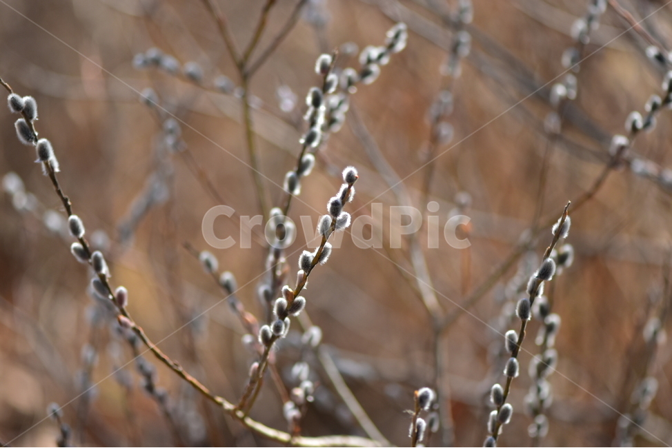 갯버들,버들강아지,사진,식물,도감,plant,tree,nature,자연,생태,겨울,계절,나무,목본,학습,자료,study,겨울,계절,winter,season,식물,자연,plants,nature