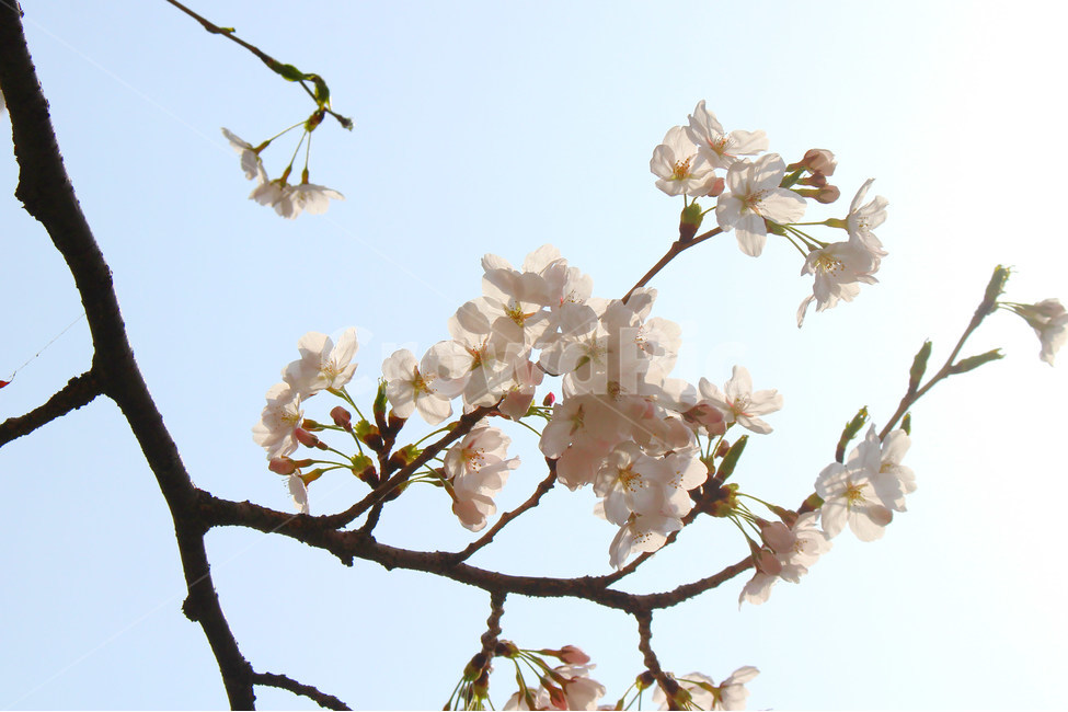 봄,감성사진,일상,풍경,꽃,벚꽃,풍경사진,하늘,cherryblossom,daily,sky,flower,spring,봄,계절,spring,season,식물,자연,plants,nature,꽃,flower,plant
