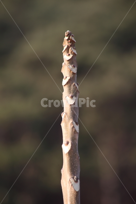 나무,식물,줄기,plant,wood,식물,자연,plants,nature