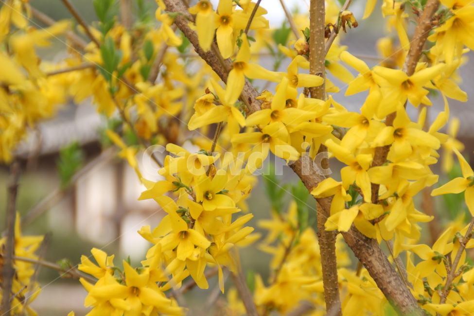 봄,개나리,꽃,spring,forsythia,flower