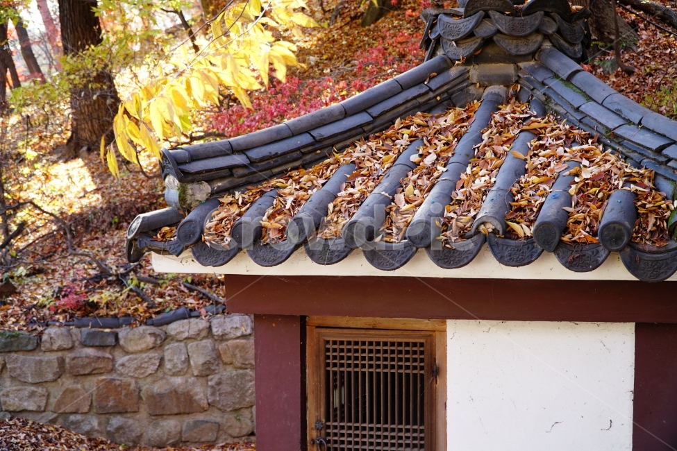 가을,계절,season,fall,autumn,자연,nature,감성,느낌,feel,컨셉,콘셉,concept,한국,korea,한옥,지붕,처마,기와,낙엽,은행잎,단풍잎,전통문화,한국문화,한국전통,건물,이파리,나무,연꽃무늬,꽃무늬,꽃문양,tree,역사,히스토리,history,11월,한국적인,한국자연,가을,계절,fall,autumn,season,한국전통,한국문화,korean traditional,korean culture,식물,자연,plants,nature,건축물,건물외관,exterior,building,structure,architecture,construction,roof