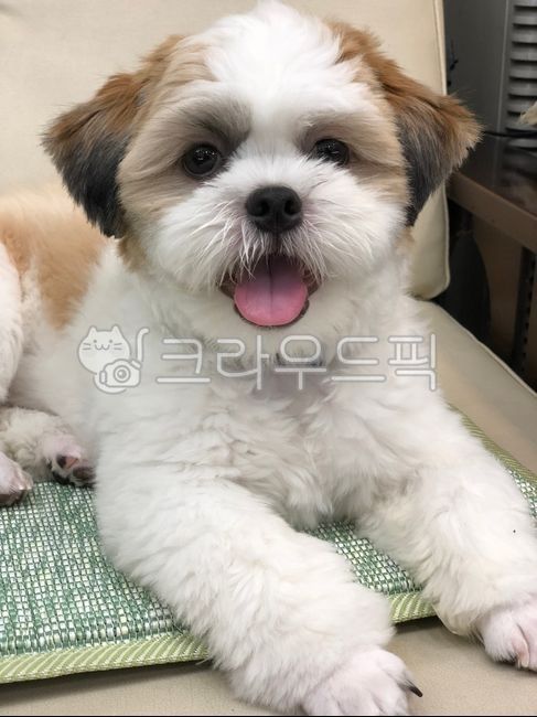 dog,애완동물,강아지,개,반려동물,시츄,아기강아지,pet